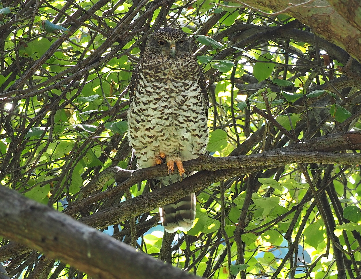 image Powerful Owl
